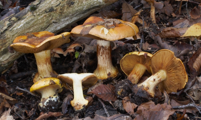 Cortinarius alcalinophilus