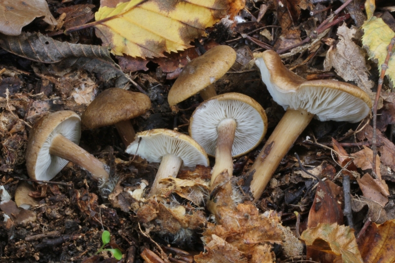 Calocybe obscurissima