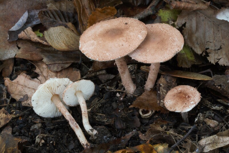Cystolepiota moelleri