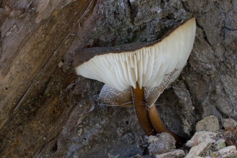 Xerula melanotricha