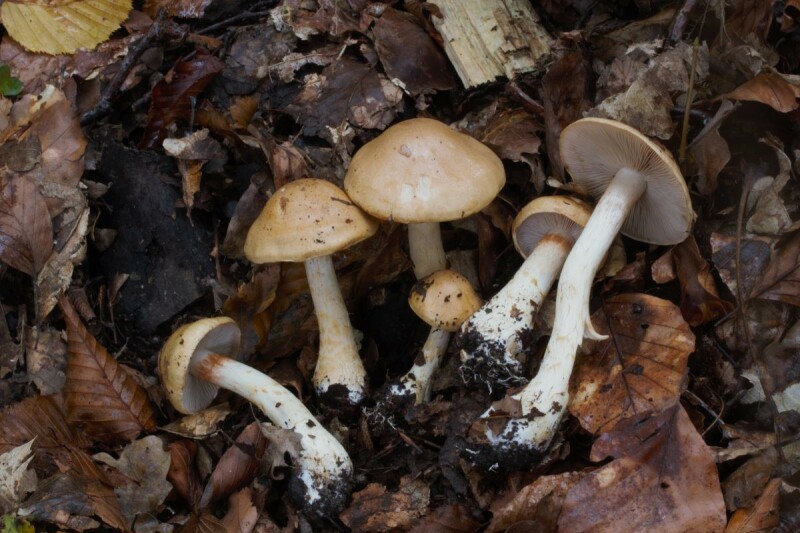 Cortinarius olidus