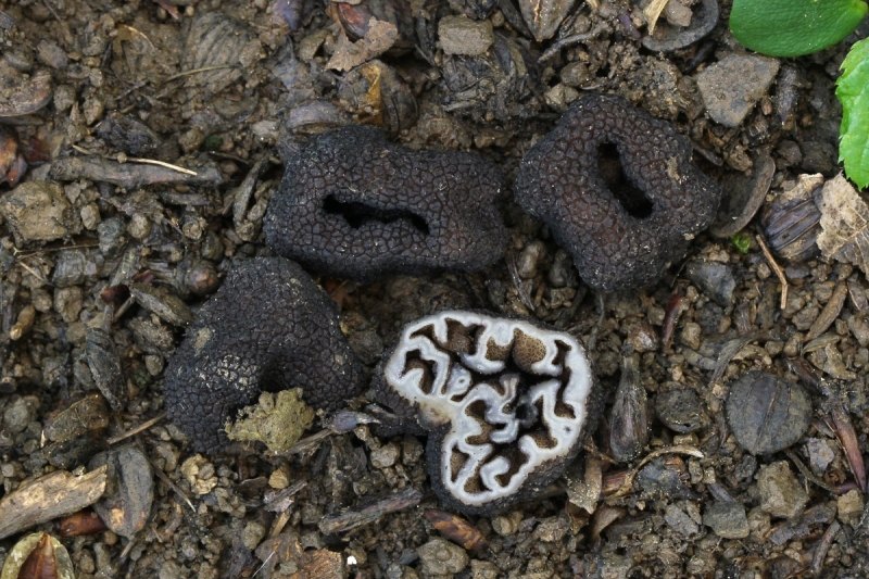 Genea sphaerica