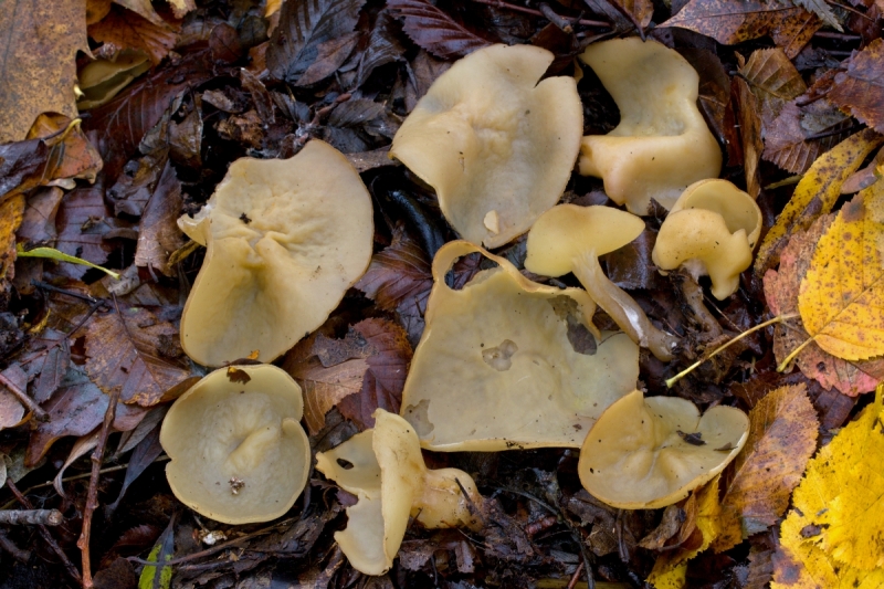 Sowerbyella radiculata
