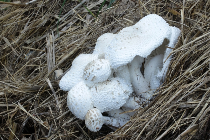Leucocoprinus cretaceus