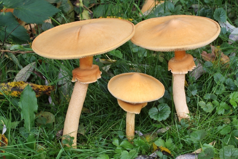 Phaeolepiota aurea