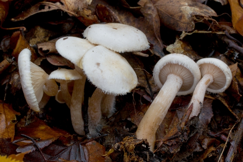 Ripartites tricholoma