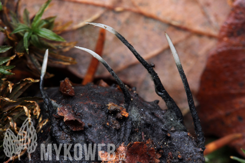 Xylaria carpophila