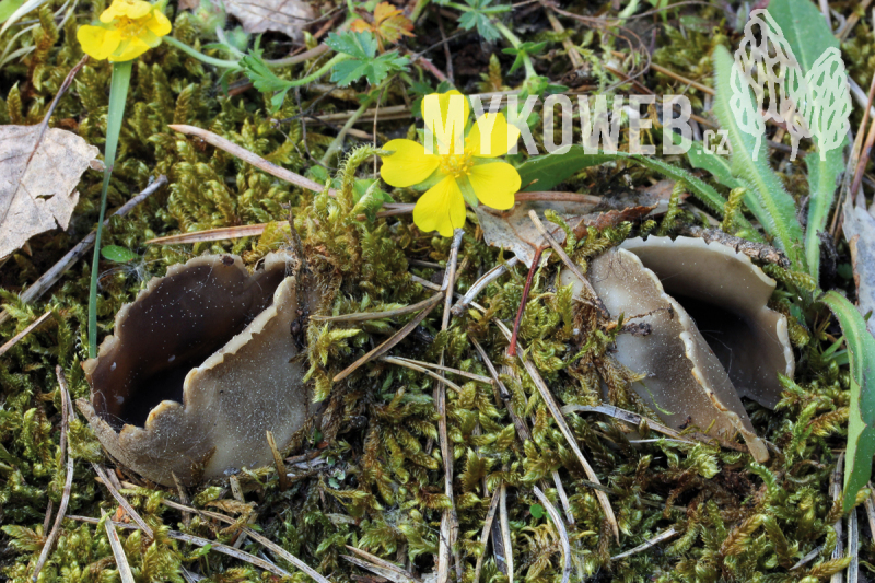 Helvella leucomelaena