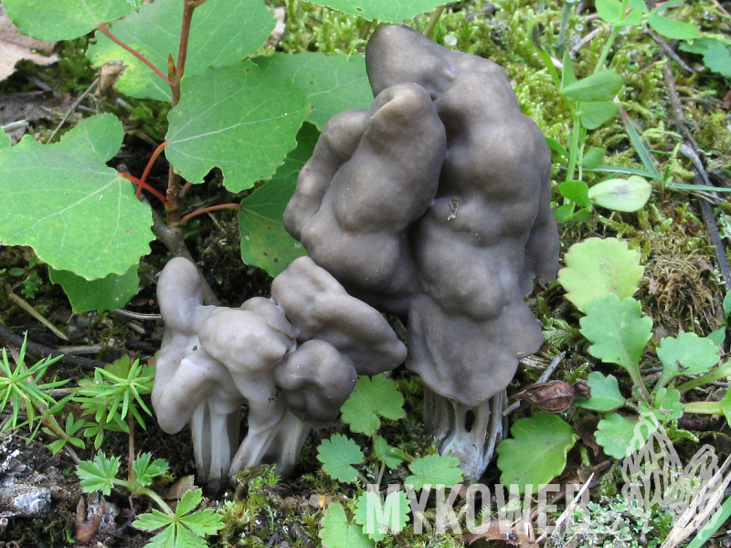 Helvella lacunosa