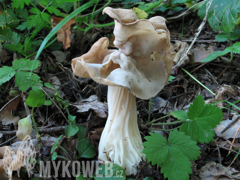 Helvella crispa