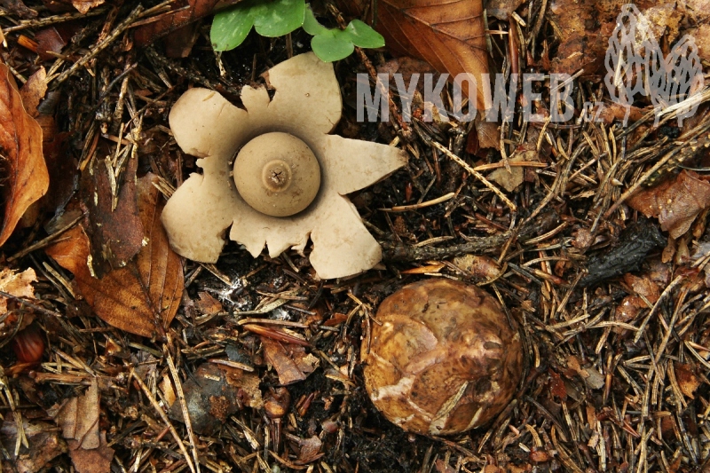 Geastrum michelianum