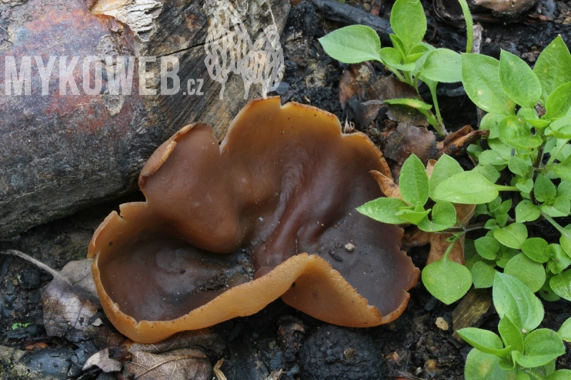 Peziza echinospora
