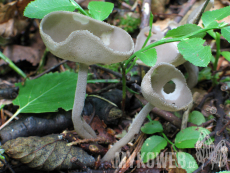 Helvella macropus