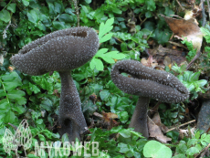 Helvella macropus