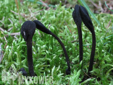 Trichoglossum hirsutum