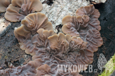 Auricularia mesenterica