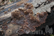 Auricularia mesenterica