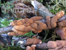 Hypocreopsis lichenoides