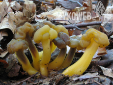 Leotia lubrica