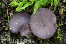 Peziza gerardii