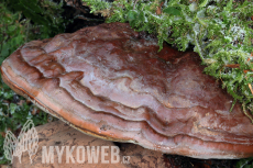 Ganoderma pfeifferi