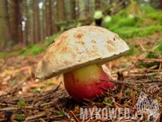 Boletus calopus