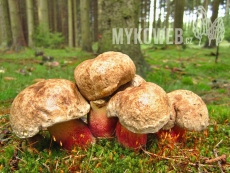 Boletus calopus