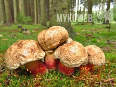 Boletus calopus