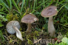 Hygrocybe nitrata