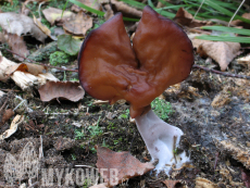 Gyromitra infula