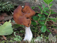 Gyromitra infula