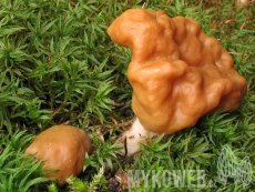 Gyromitra gigas