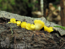 Bisporella citrina