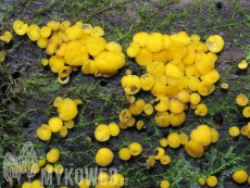 Bisporella citrina