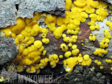 Bisporella citrina