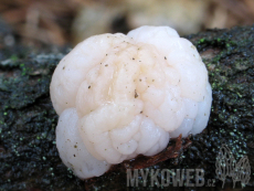 Tremella encephala