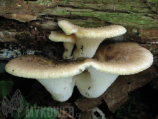 Polyporus tuberaster