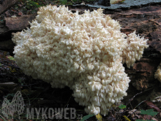 Hericium coralloides