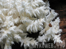 Hericium coralloides