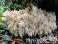 Hericium alpestre