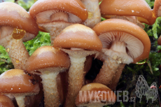 Kuehneromyces mutabilis