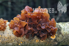 Tremella foliacea