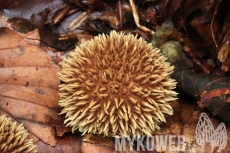 Lycoperdon echinatum