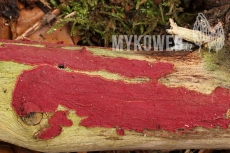 Hymenochaete cruenta