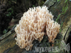 Artomyces pyxidatus