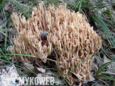 Artomyces pyxidatus