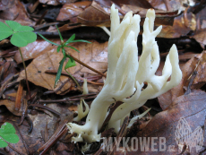 Clavulina rugosa