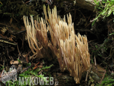 Ramaria apiculata