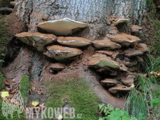 Ganoderma pfeifferi