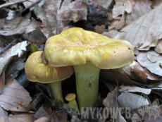 Cantharellus amethysteus